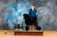 Poodle Std #5 Mon BOB Judge Edy Blum OHG2 Judge Dr Norbert Dee