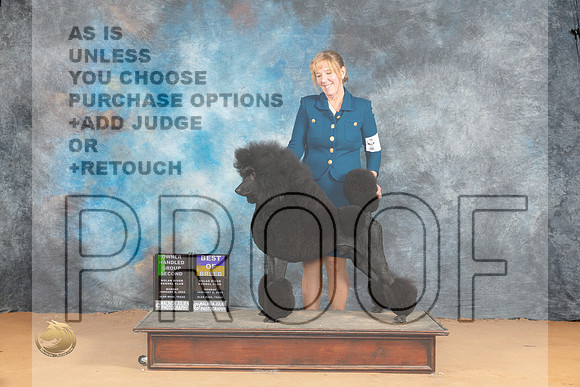 Poodle Std #5 Mon BOB Judge Edy Blum OHG2 Judge Dr Norbert Dee_JP_2226_Glen Rose_2024_HR3