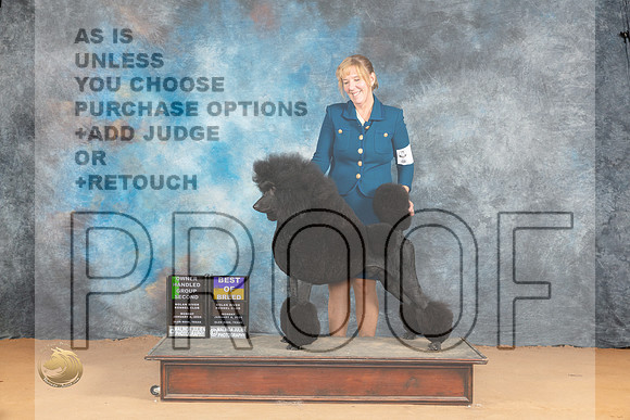 Poodle Std #5 Mon BOB Judge Edy Blum OHG2 Judge Dr Norbert Dee_JP_2227_Glen Rose_2024_HR3