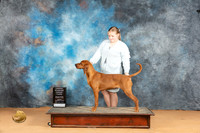 Redbone Coonhound #6 Mon OHG3 Judge Carolyn Herbel