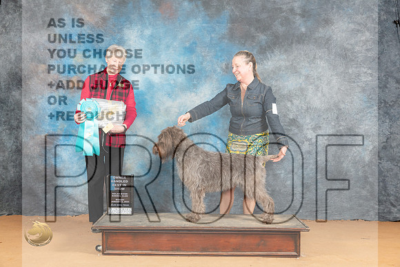 Wirehaired Pointing Griffon #6 Mon OHBIS Judge Nena Dee_JP_2263_Glen Rose_2024_HR3