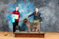 Wirehaired Pointing Griffon #6 Mon OHBIS Judge Nena Dee
