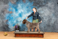 Wirehaired Pointing Griffon #6 Mon OHG1 Judge Dr Norbert Dee