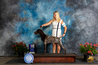 German Shorthaired Pointer #21 WDM Judge Victor Rosado