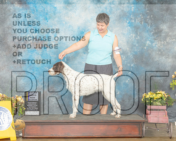German Wirehaired Pointer #10 Sat BOBBOWNCh Judge Grace Fritz-MMJ_0510-NWARK2022-HR3
