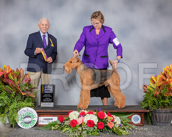 Airedale Terrier #5 Fri BOB NGC Judge Robert Stein_SSR_3777_Hstn2019_HR3