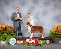 Australian Shepherd #J500 Fri BJR Judge Luis Sosa
