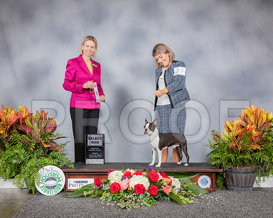 Boston Terrier #37 Fri SD Judge Patricia Sosa_SSR_3582_Hstn2019_HR3
