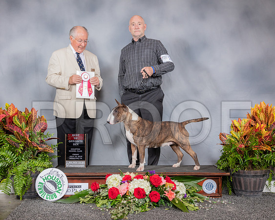 Bull Terrier Colored #20 Fri BOS Judge Robert Myall_SSR_3717_Hstn2019_HR3