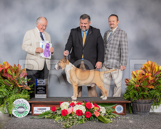 Bull Terrier Colored #5 Fri BOW MAJ Judge Robert Myall_SSR_3696_Hstn2019_HR3