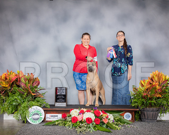 Cane Corso #10 Fri BOS NC Judge Robert Vandiver_SSR_3560_Hstn2019_HR3
