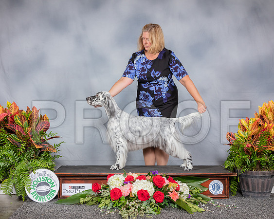 English Setter #8 Fri CUSTOM_SSR_3586_Hstn2019_HR3