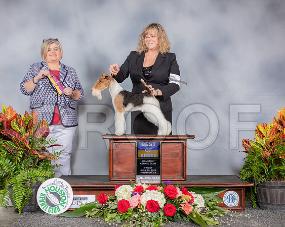 Fox Terrier Wire #6 Fri BOB Judge Patricia Keenan_SSR_3731_Hstn2019_HR3