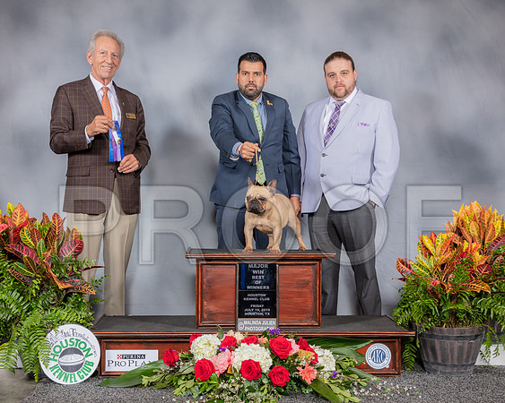 French Bulldog #16 Fri BOW Judge Jimmy Moses_SSR_3613_Hstn2019_HR3