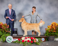 Golden Retriever #71 Fri WD MAJ Judge Robert Vandiver