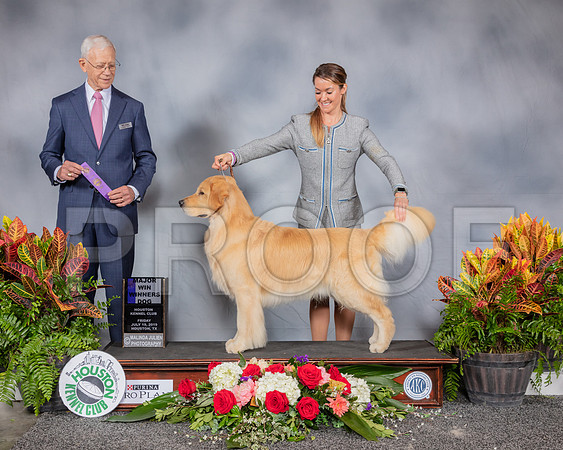 Golden Retriever #71 Fri WD MAJ Judge Robert Vandiver_SSR_3635_Hstn2019_HR3