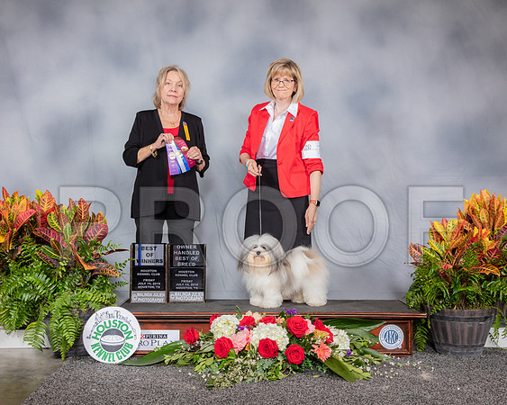 Havanese #7 Fri BOW OHBOB Judge Helen Stein_SSR_3657_Hstn2019_HR3