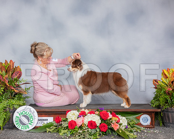 Miniature American Shepherd #14 Fri CUSTOM_SSR_3721_Hstn2019_HR3