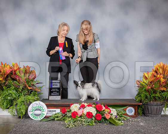 Papillon #33 Fri WD Judge Helen Stein_SSR_3665_Hstn2019_HR3