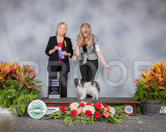 Papillon #33 Fri WD Judge Helen Stein_SSR_3663_Hstn2019_HR3