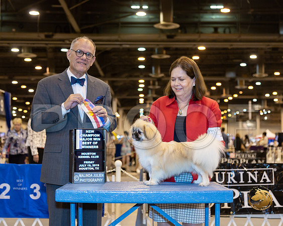 Tibetan Spaniel #15 Fri Judge Luis Sosa__ST_6617-Hstn2019-HR3