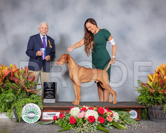 Vizsla #11 Fri BOW MAJ Judge Robert Stein_SSR_3541_Hstn2019_HR3
