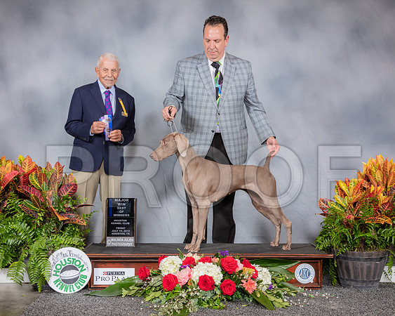 Weimaraner #10 Fri BOW MAJ Judge Robert Stein_SSR_3781_Hstn2019_HR3