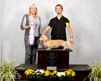 Dachshund Longhaired Sun S1 Altered RBIMBS Judge K Short