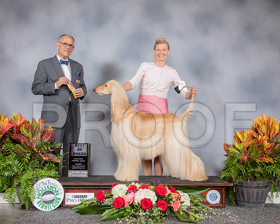 Afghan Hound #6 Thurs BOB Judge Luis Sosa_SSR_3952_Hstn2019_HR3