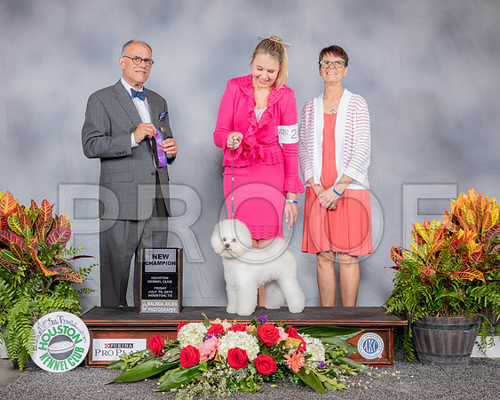 Bichon Frise #24 Fri NC Judge Luis Sosa_SSR_3832_Hstn2019_HR3