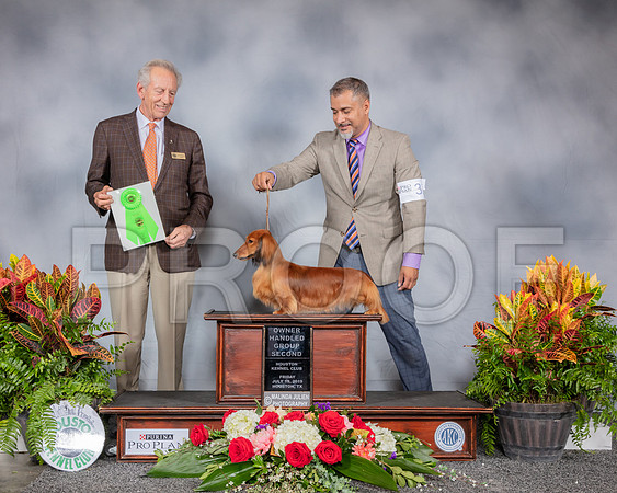 Dachshund Long Haired #31 Fri OHG2 Judge Jimmy Moses_SSR_4031_Hstn2019_HR3