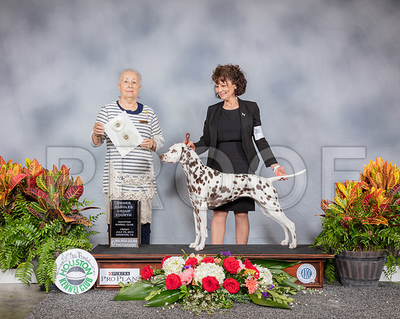 Dalmatian #8 Fri OHG4 Judge Erika Moreau_SSR_3988_Hstn2019_HR3