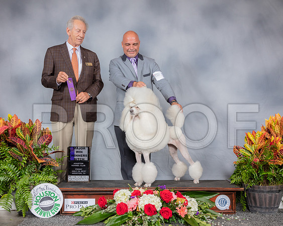 Poodle Standard #12 Fri WB MAJ Judge Jimmy Moses_SSR_3848_Hstn2019_HR3