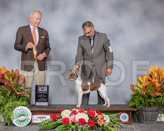 Rat Terrier #12 Fri BOB Judge Jimmy Moses_SSR_3853_Hstn2019_HR3
