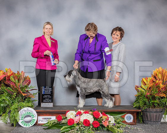 Schnauzer Standard #12 Fri BOW NC MAJ Judge Patricia Sosa_SSR_3891_Hstn2019_HR3