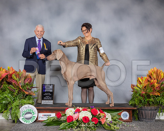 Weimaraner #11 Fri WD MAJ Judge Robert Stein_SSR_3950_Hstn2019_HR3
