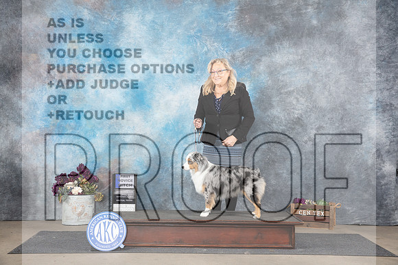Miniature American Shepherd #8 Sat 1st Judge Del Richards__JP_7014_Belton_2024_HR3