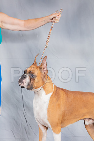 Boxer #? Sat Pride Riccardi CUSTOM_SSR_4181_Hstn2019_HR3