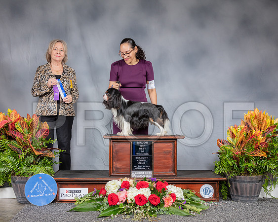Cavalier King Charles Spaniel #21 Sat BOW MAJ Judge Helen Stein_SSR_4280_Hstn2019_HR3