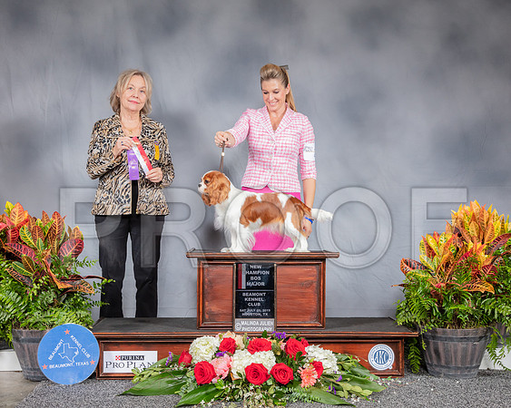 Cavalier King Charles Spaniel #6 Sat BOB WB NC Judge Helen Stein_SSR_4285_Hstn2019_HR3