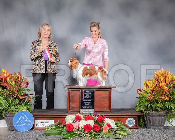 Cavalier King Charles Spaniel #6 Sat BOB WB NC Judge Helen Stein_SSR_4286_Hstn2019_HR3