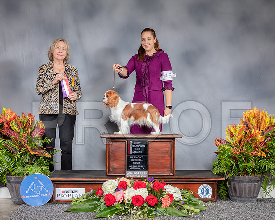 Cavalier King Charles Spaniel #6 Sat BOB WB NC Judge Helen Stein_SSR_4283_Hstn2019_HR3