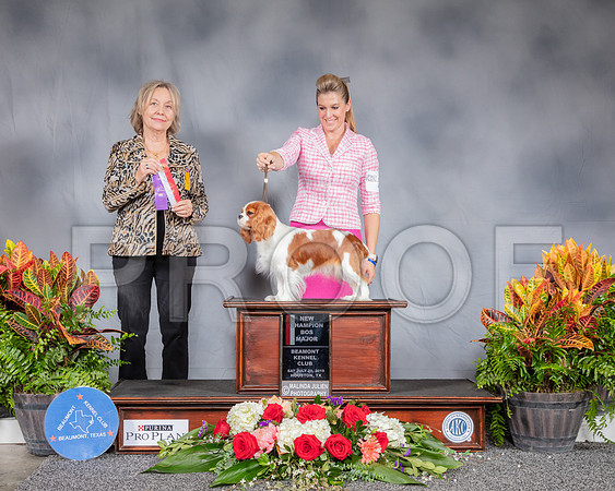 Cavalier King Charles Spaniel #6 Sat BOB WB NC Judge Helen Stein_SSR_4287_Hstn2019_HR3
