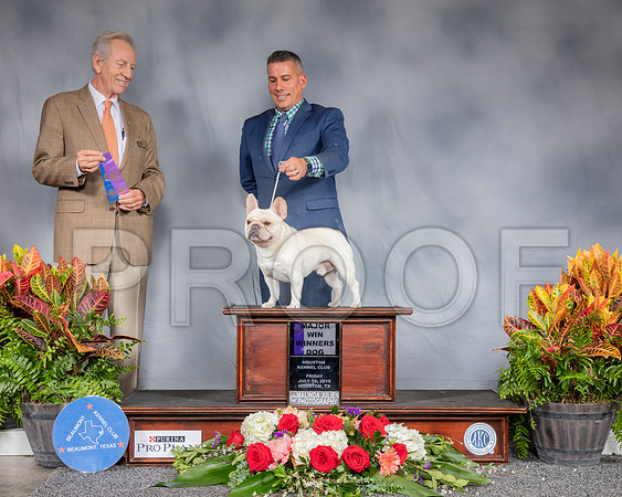 French Bulldog #31 Sat WD MAJ Judge Jimmy Moses_SSR_4352_Hstn2019_HR3