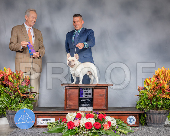 French Bulldog #31 Sat WD MAJ Judge Jimmy Moses_SSR_4353_Hstn2019_HR3