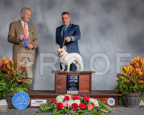 French Bulldog #31 Sat WD MAJ Judge Jimmy Moses_SSR_4351_Hstn2019_HR3