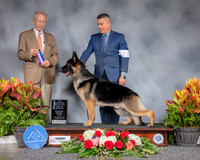 German Shepherd Dog #23 Sat WD BOW NC MAJ Judge Jimmy Moses