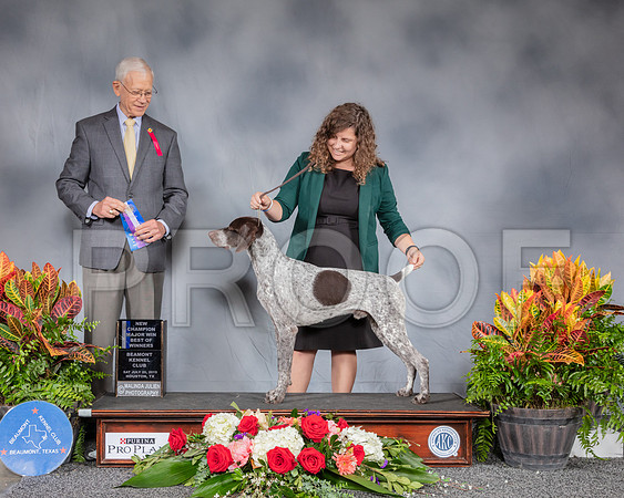 German Shorthaired Pointer #9 Sat NC BOW MAJ Judge Robert Vandiver_SSR_4237_Hstn2019_HR3