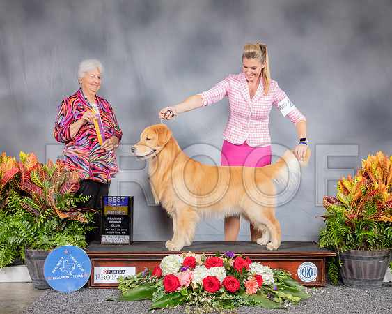 Golden Retriever #21 Sat BOB Judge Gloria Kerr_SSR_4320_Hstn2019_HR3