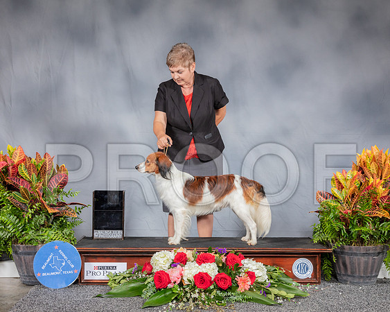 Kooikerhondjes #5 Sat RESHOOT_SSR_4376_Hstn2019_HR3